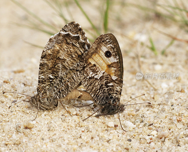 灰蝶(Hipparchia semele)交配